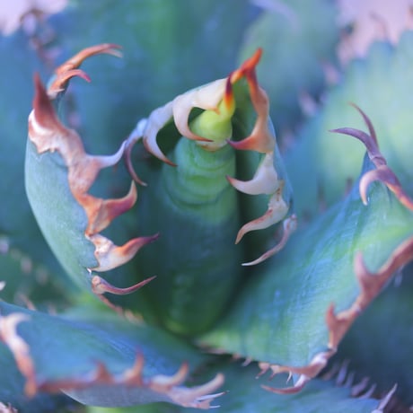 アガベ  レッドキャットウィールズ  Agave titanota"Red Catweezle”    no.20742-1