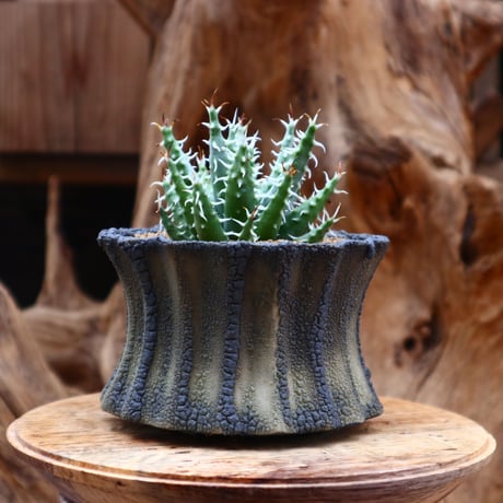 アロエ エリナケア / Aloe melanacantha ssp. var. erinacea  no.31228
