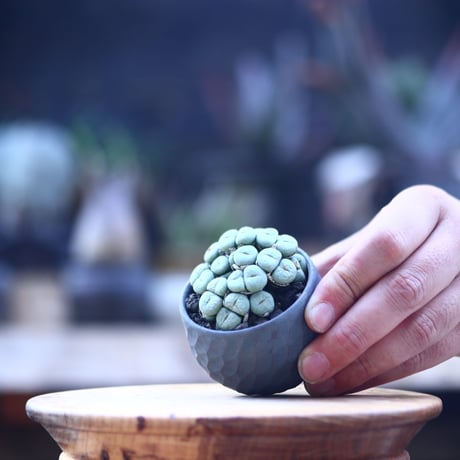 コノフィツム   ペアルソニー Conophytum pearsonii    no.22838