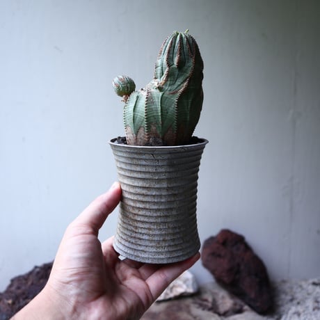 ユーフォルビア  オベサ 　Euphorbia obesa　no.90116