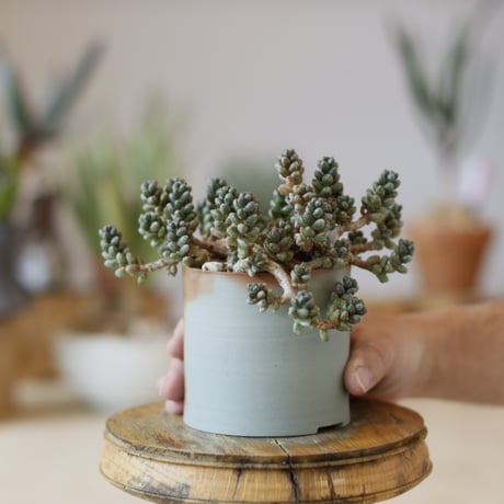 Sedum furfuraceum × BIZENBACHI (4号) no.1214/49