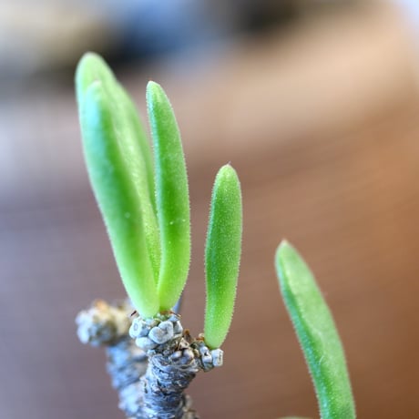 Tylecodon reticulatus var. phyllopodium × N/OH  no.12106
