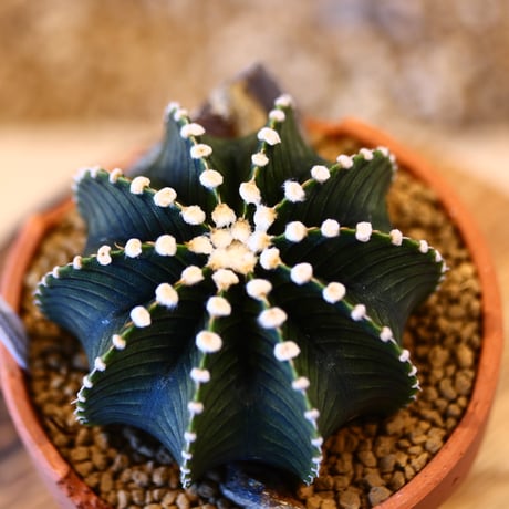 Gymnocalycium friedrichii × YAMABACHI ver. N/OH   no.123155