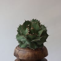 アガベ パラサナ Agave parrasana no111573 | 芽の巣山