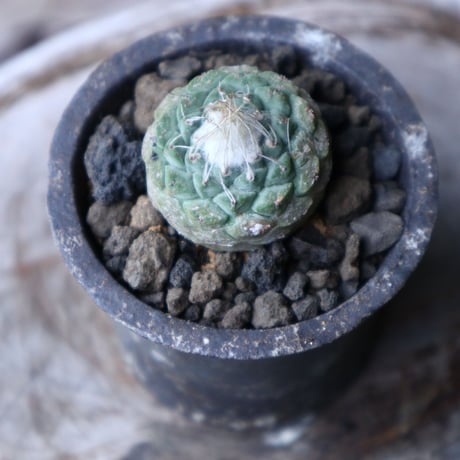 ストロンボカクタス  ディシフォルミス   菊水   Strombocactus disciformis no.90132