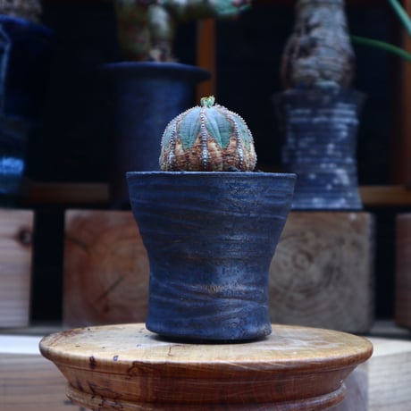 ユーフォルビア  オベサ ／Euphorbia obesa      no.62009