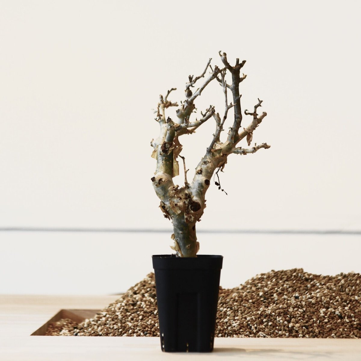 コミフォラ ストックシアナ / Commiphora stocksiana no.4160