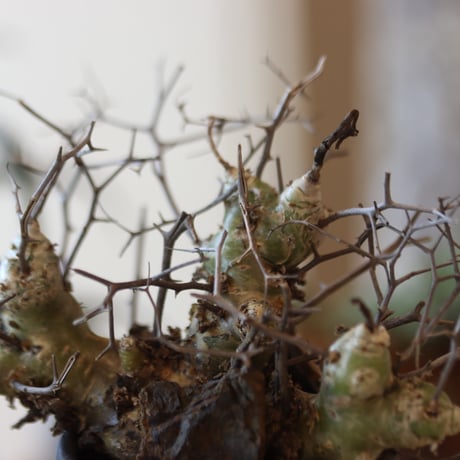 Tylecodon reticulate × N/OH  no.82538