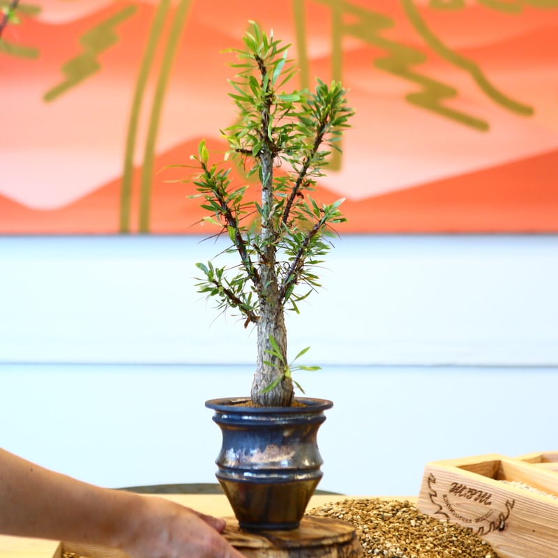 ラ2187 「塊根植物」フォークイエリア プルプシー【種から発芽