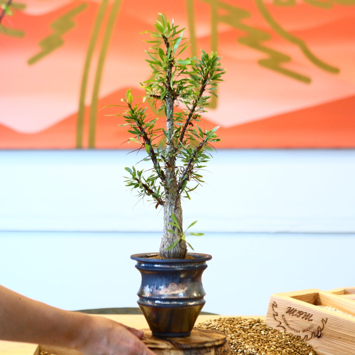 フォークイエリア プルプシー Fouquieria purpusii 美株 Fouquieria purpusii /フォークイエリア プルプシー（S130） | LEO.