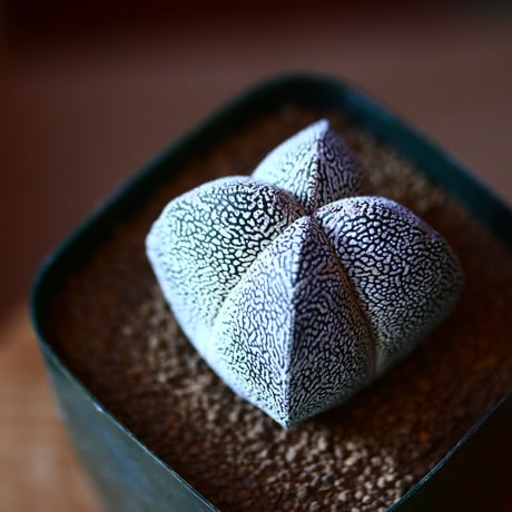 アストロフィツム  恩塚ランポー玉   実生    Astrophytum myriostigma cv.　no.111567③