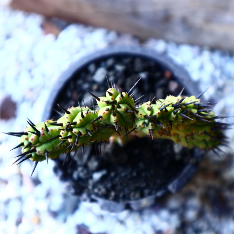 ユーフォルビア エノプラ 紅彩閣 綴化 Euphorbia enopla