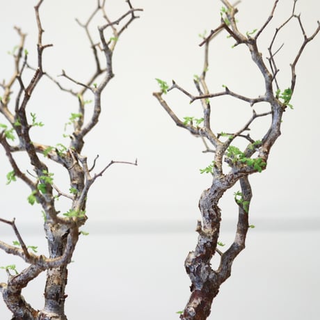 コミフォラ モンストローサ / Commiphora monstrosa   no.42311