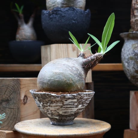パキポディウム  グラキリス／Pachypodium  gracilius     no.82802