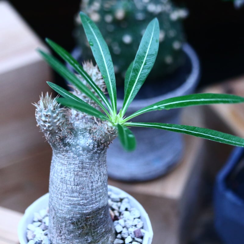 パキポディウム イノピナツム／Pachypodium Inopinatum no.100