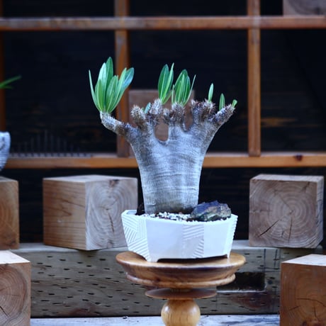 パキポディウム  イノピナツム／Pachypodium Inopinatum   no.82917