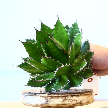 Agave horrida / Style of Chika   no.1015/28