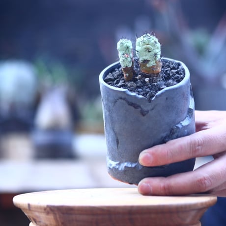 オルテゴカクタス  マクドガリー  Ortegocactus macdougallii     no.22829