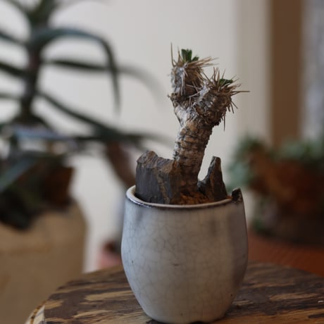 Euphorbia guillauminiana × N/OH  no.82534