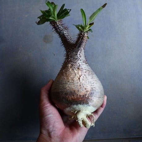 パキポディウム グラキリス   Pachypodium rosulatum var. gracilius no.110332