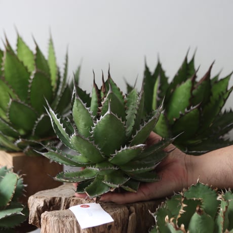 U.S. horrida (Agave horrida) / Style of Chika　no.1203-54