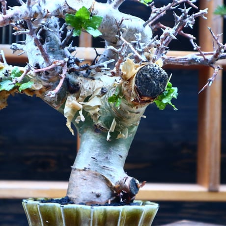 コミフォラ エミニー ／Commiphora eminii   no.52305