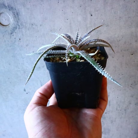Dyckia 4th of July Series XX1-3.    008