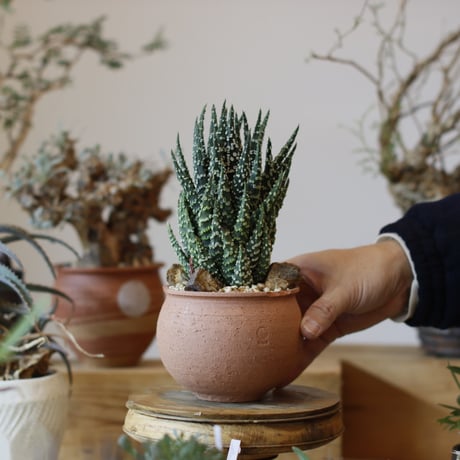 Haworthia papillosa × N/OH (3.5号)  no.104/8