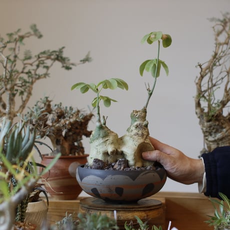 Adenia glauca × N/OH (5.5号)  no.104/3