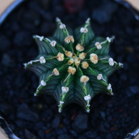 ギムノカリキウム   フィードリッフィーLB2178／Gymnocalycium friedrichii    no.120545