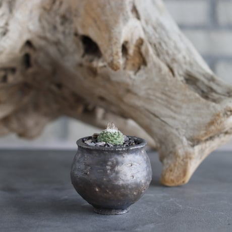 Strombocactus disciformis  × takero pot (2号)  no.629-28