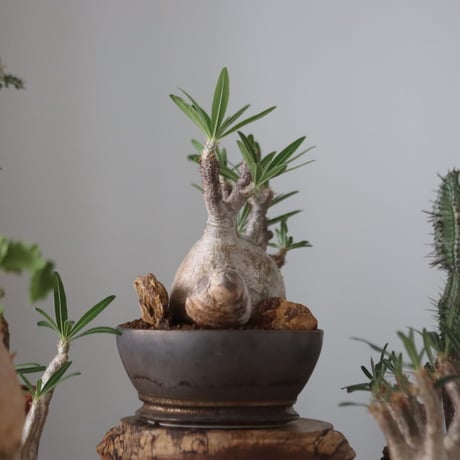 Pachypodium gracilius × たけろうポット    no.51226