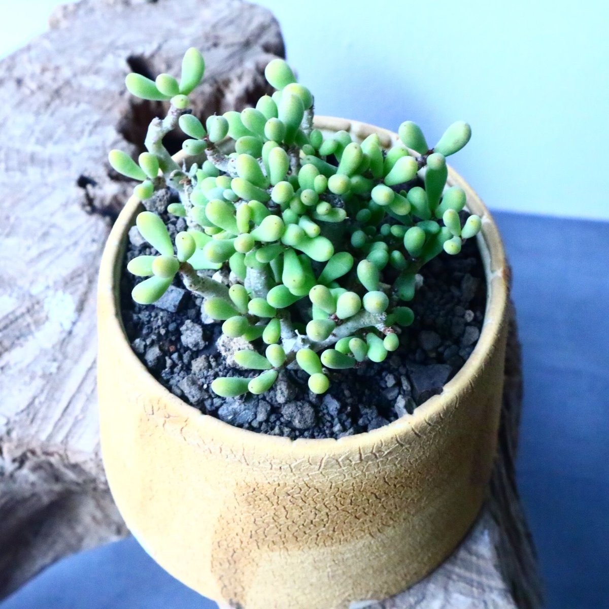 チレコドン スカエフェリアヌス Tylecodon schaeferanus No