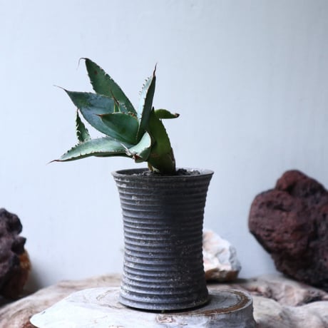 アガベ   ホワイトアイスブルー   仔株 Agave  titanota white ice blue  pups.  no.90806