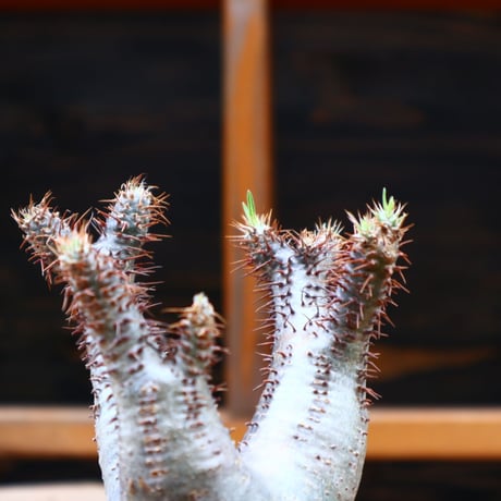 パキポディウム  グラキリス／Pachypodium  gracilius   no.50154