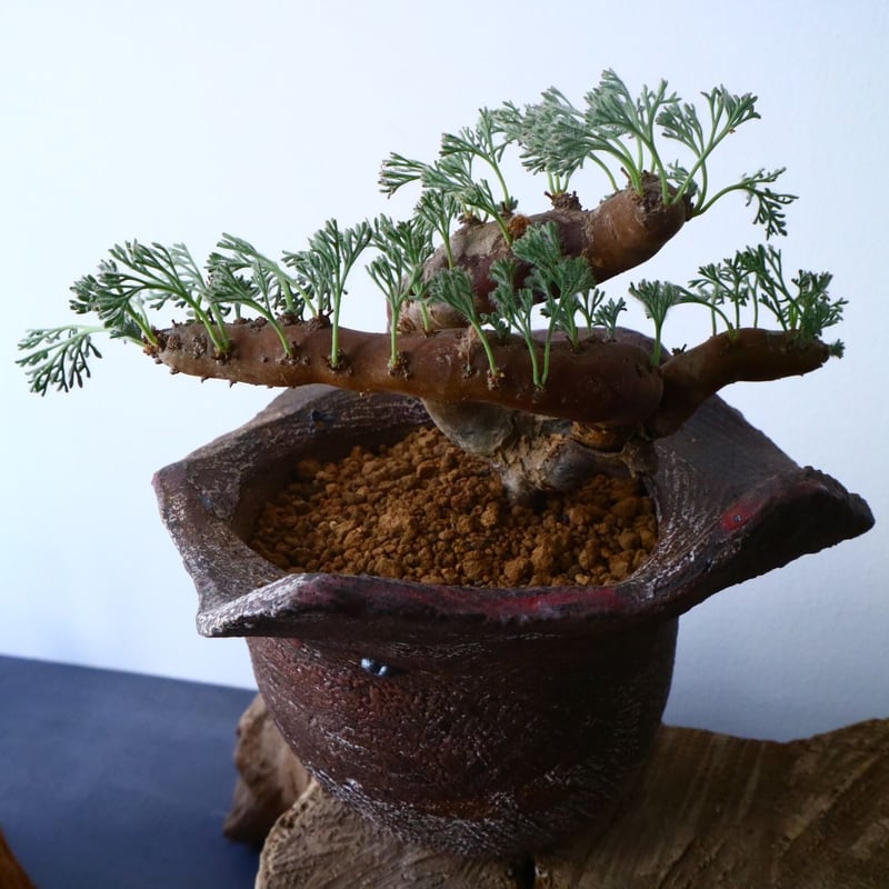 サルコカウロン・ムルチフィズム 良型陶器鉢付き サルコカウロン・ムルチフィズム 良型陶器鉢付き