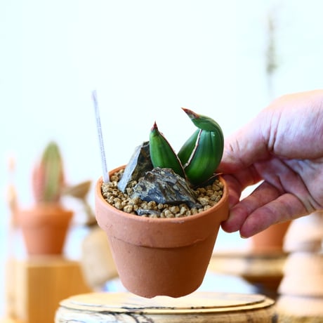 YAMABACHI  × Sansevieria ehrenbergii〝Samurai″  no.91019
