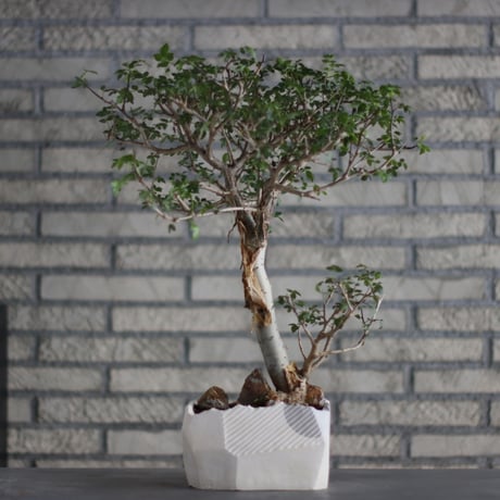 Bursera fagaroides × N/OH (5.5号)  no.713-21