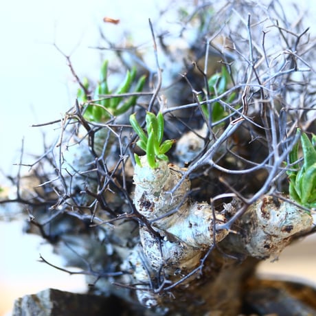 Tylecodon reticulate × N/OH  no.90325