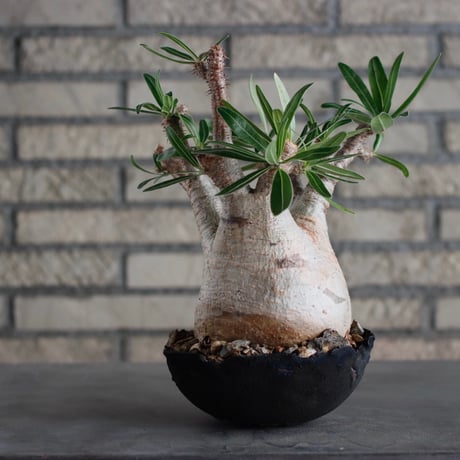 Pachypodium gracilius × takero pot (6.5号)  no.817-3