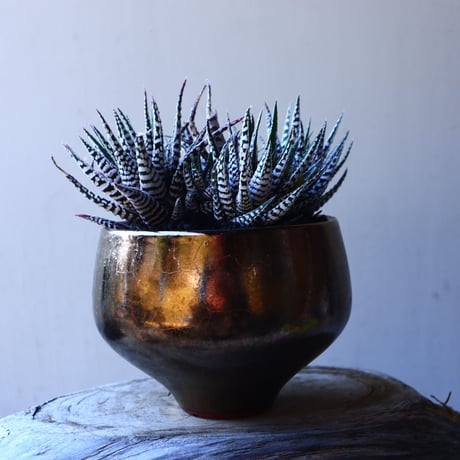 ハオルチア   十二の巻　Haworthia fasciata     no.11918