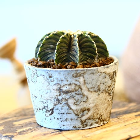 たけろうポット × Gymnocalycium friedrichii LB2178   no.41429