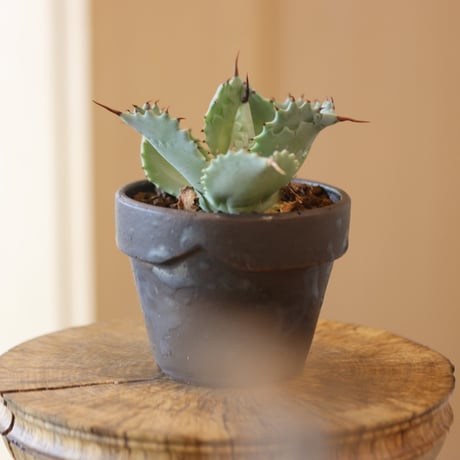 Agave hyb. potatorum×Isthmensis × YAMABACHI var. takero pot  no.112-11