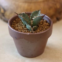 Agave titanota "ashura" × YAMABACHI var. 六本芽  no.124-38