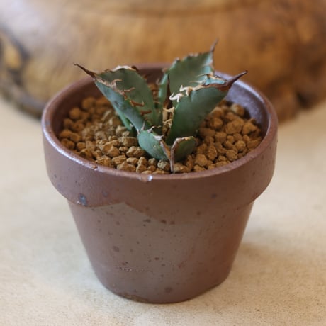 Agave titanota "ashura" × YAMABACHI var. 六本芽  no.124-38