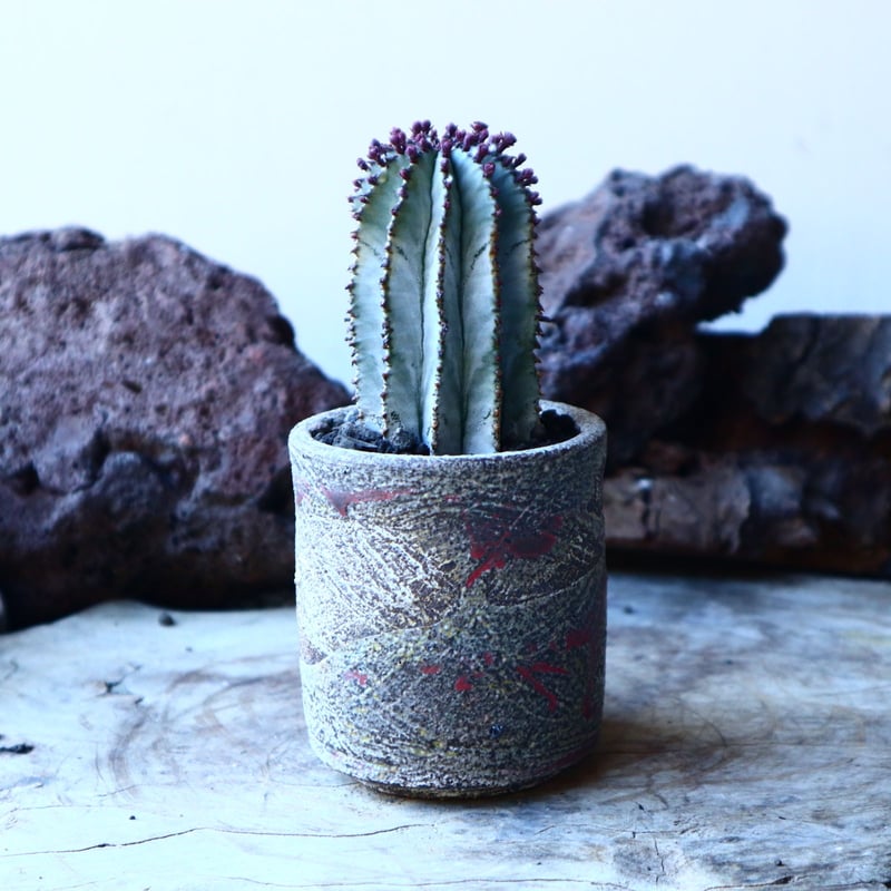 ユーフォルビア ポリゴナ Euphorbia polygona no.30109