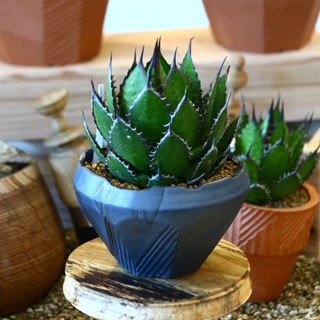 N/OH × Agave horrida   no. 111929