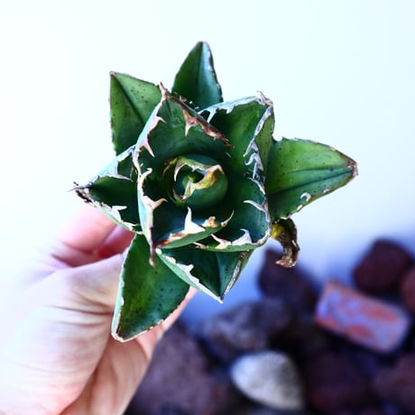 アガベ   チタノタ 　 Agave  titanota   no.41216