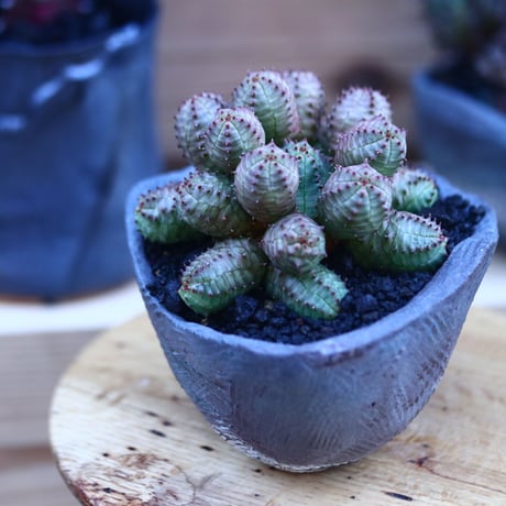 ユーフォルビア  オベサ hyb.     Euphorbia obesa  hyb.    no.32121