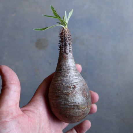 パキポディウム グラキリス   Pachypodium rosulatum var. gracilius no.110328